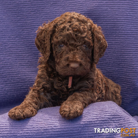 Murray River / Curly Coated Retriever X Poodle Puppies.