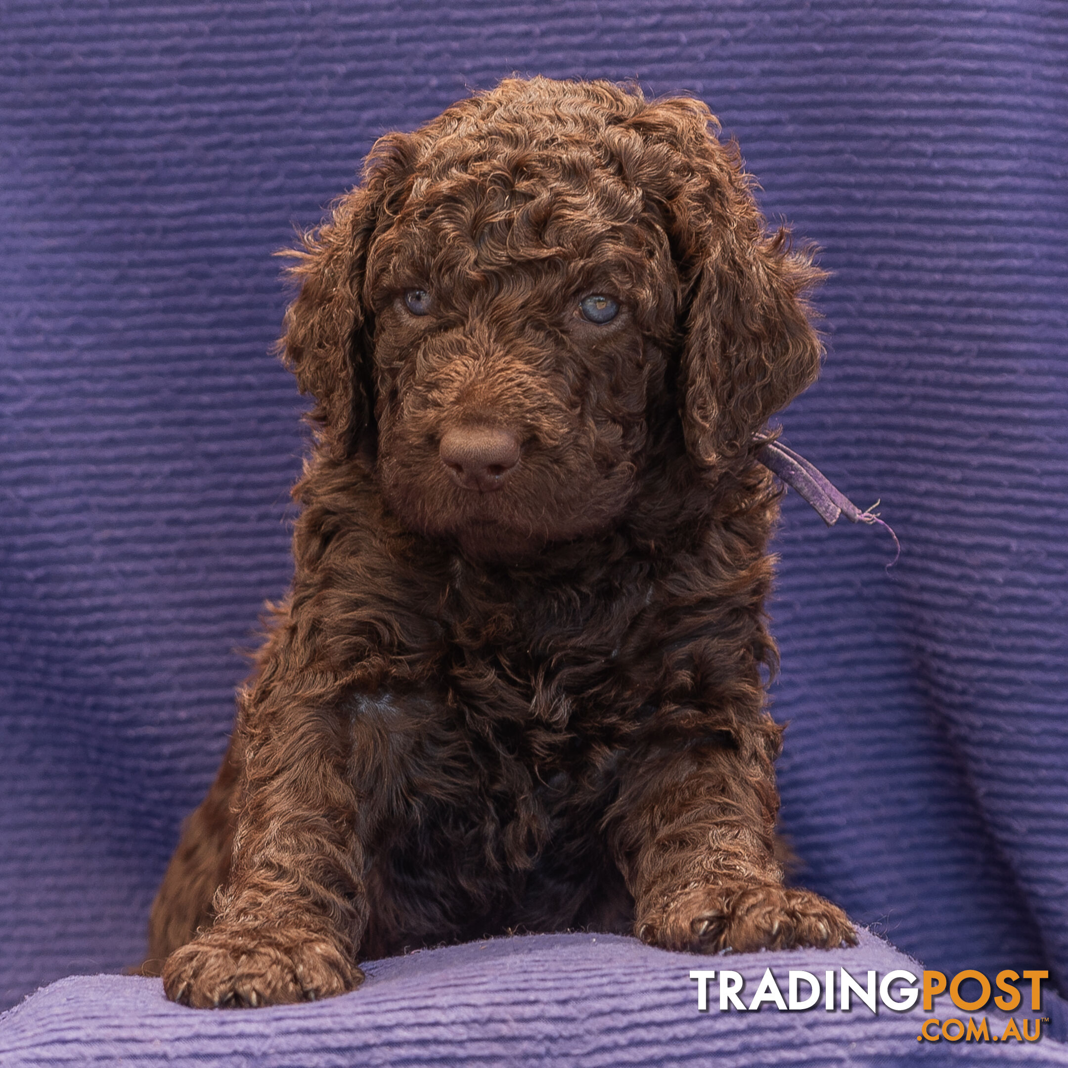 Murray River / Curly Coated Retriever X Poodle Puppies.