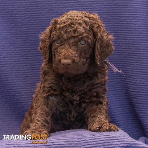 Murray River / Curly Coated Retriever X Poodle Puppies.