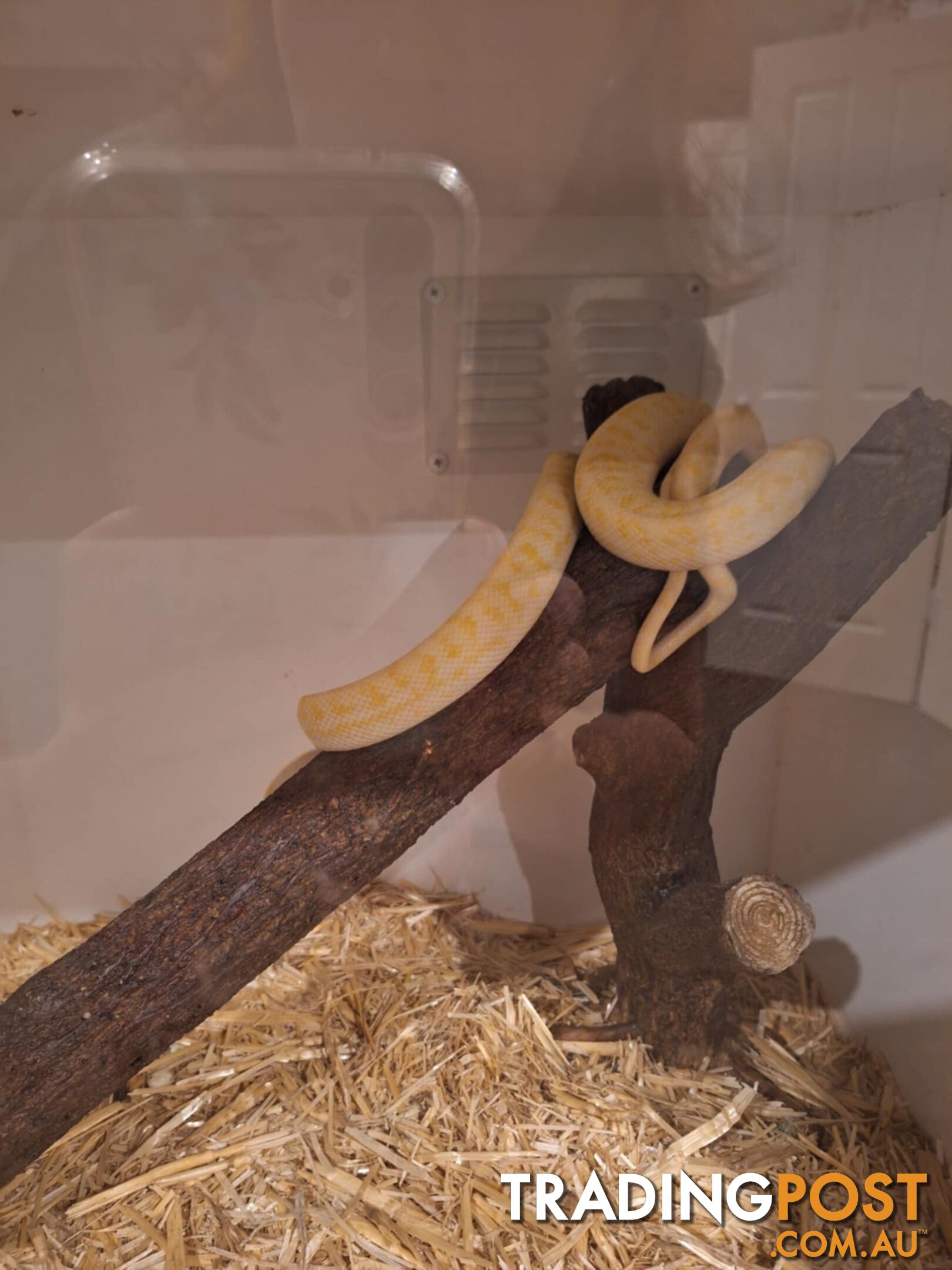 Urgent Athena needs a new home, female albino carpet python