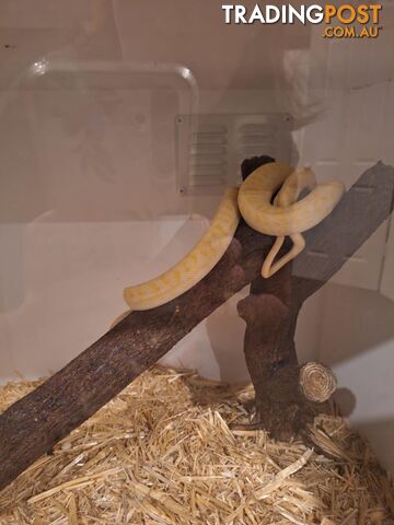 Urgent Athena needs a new home, female albino carpet python