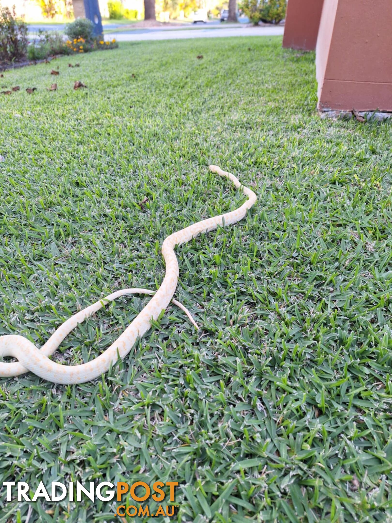 Urgent Athena needs a new home, female albino carpet python