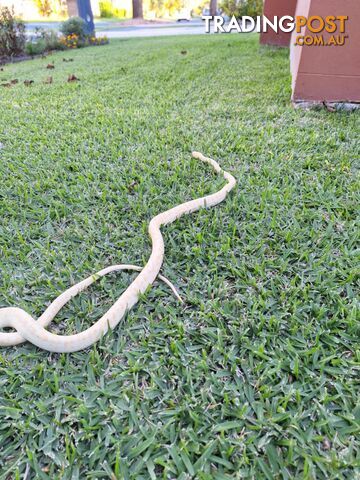 Urgent Athena needs a new home, female albino carpet python