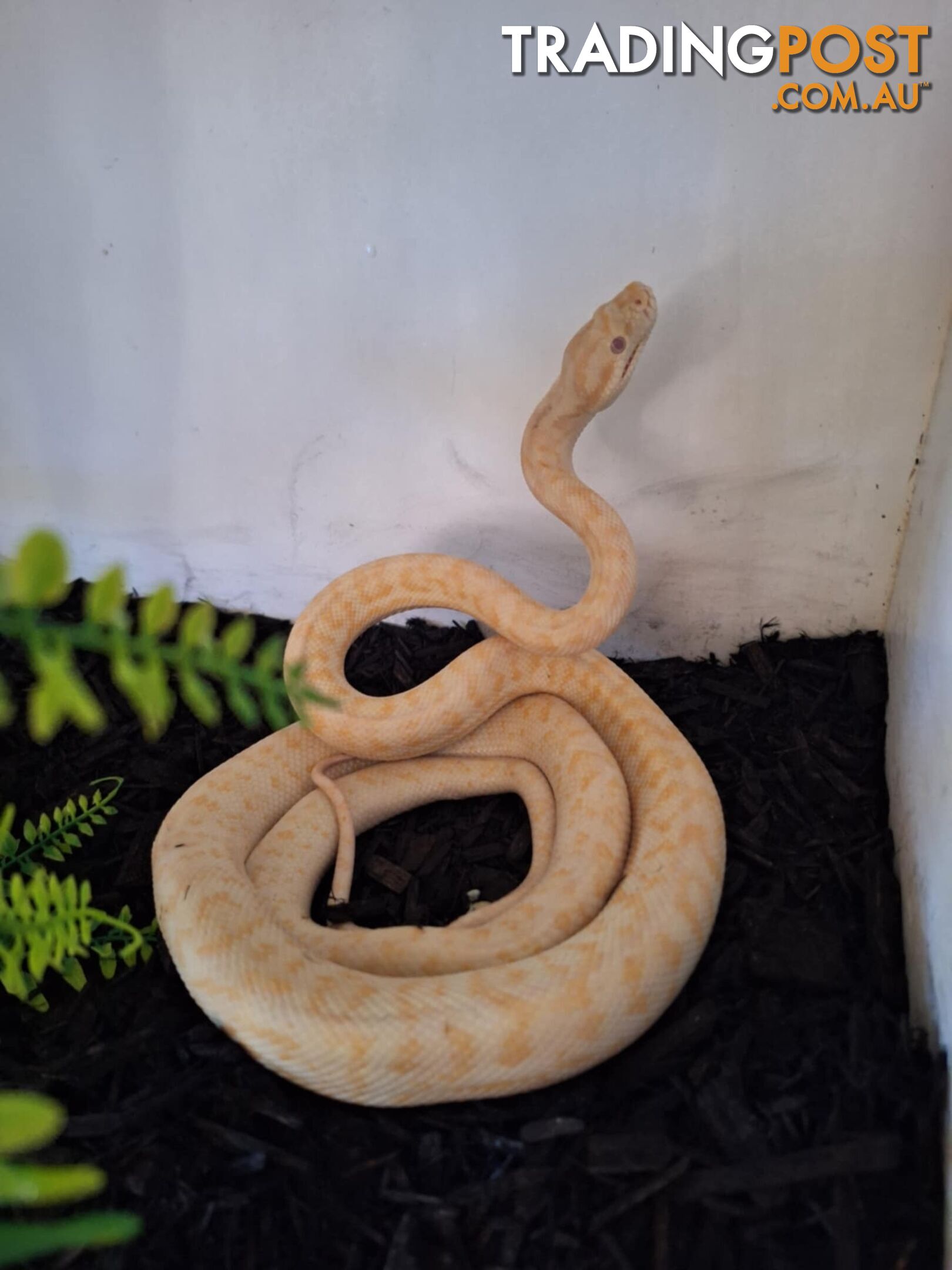 Urgent Athena needs a new home, female albino carpet python