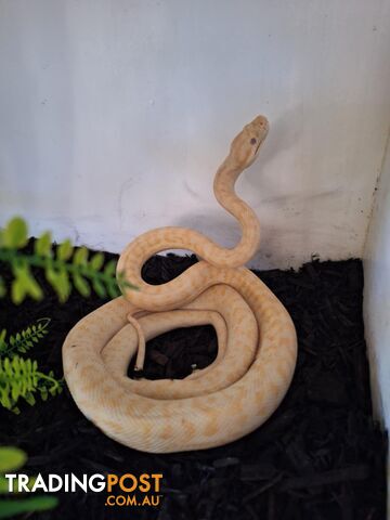 Urgent Athena needs a new home, female albino carpet python