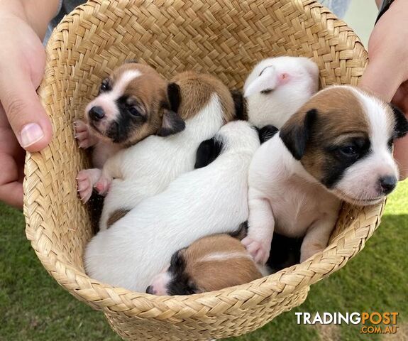 Jack-Russell-Puppies