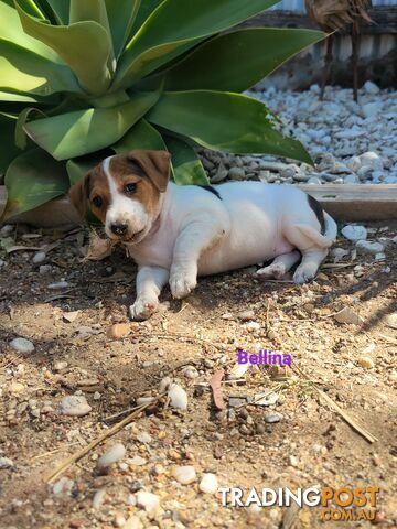 Jack Russell Terrier Pups