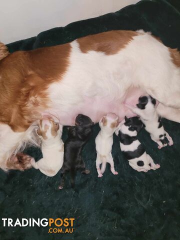 CAVOODLE PUPS microchipped vaccinated and wormed