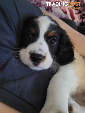 CAVOODLE PUPS microchipped vaccinated and wormed REDUCED