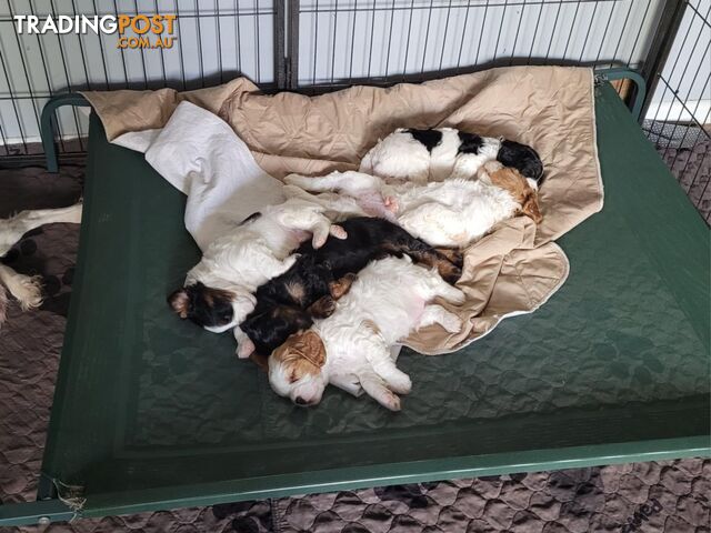 CAVOODLE PUPS microchipped vaccinated and wormed REDUCED