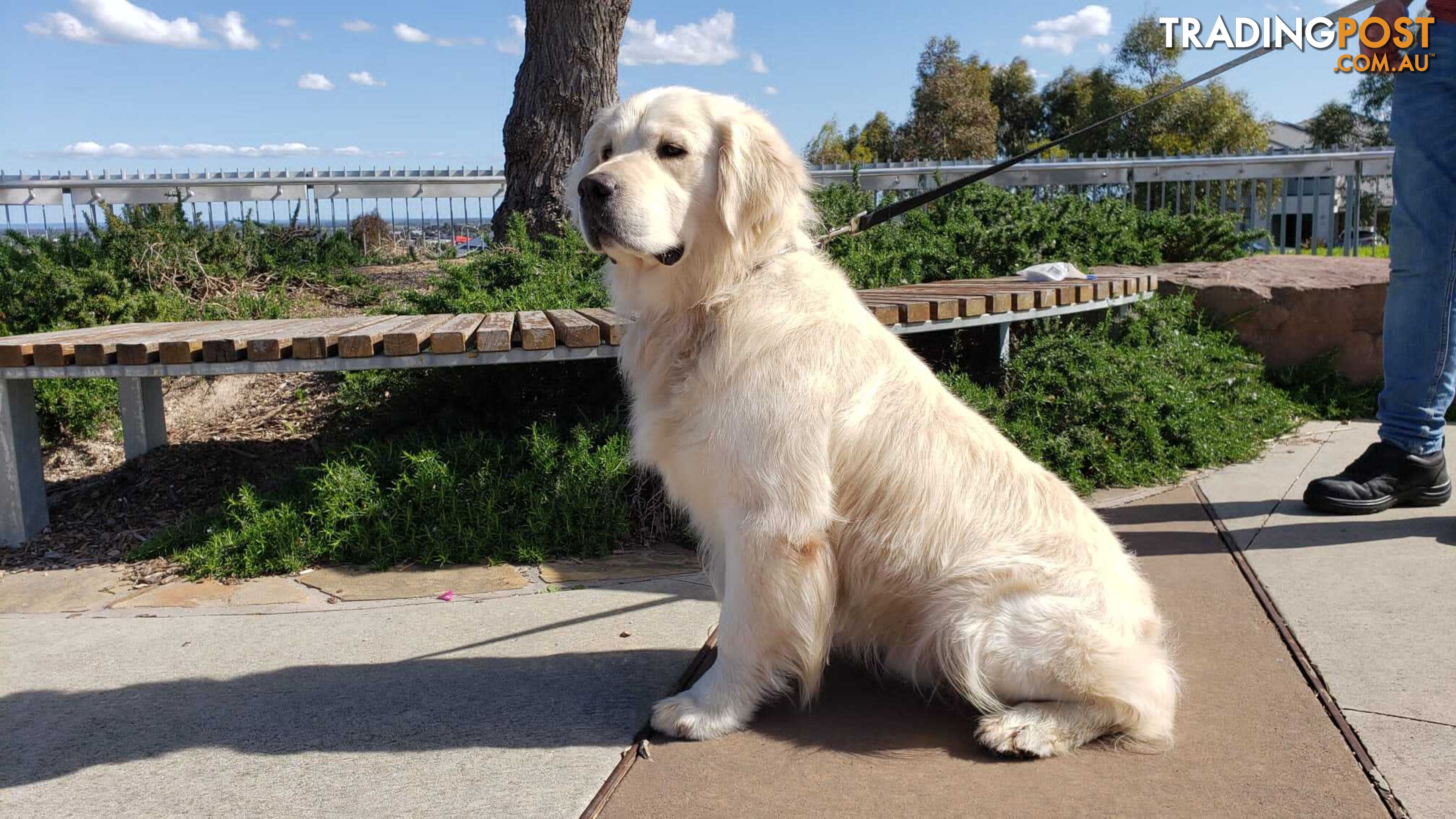 Stunning 3.5 years old Golden Retriever for Stud duty