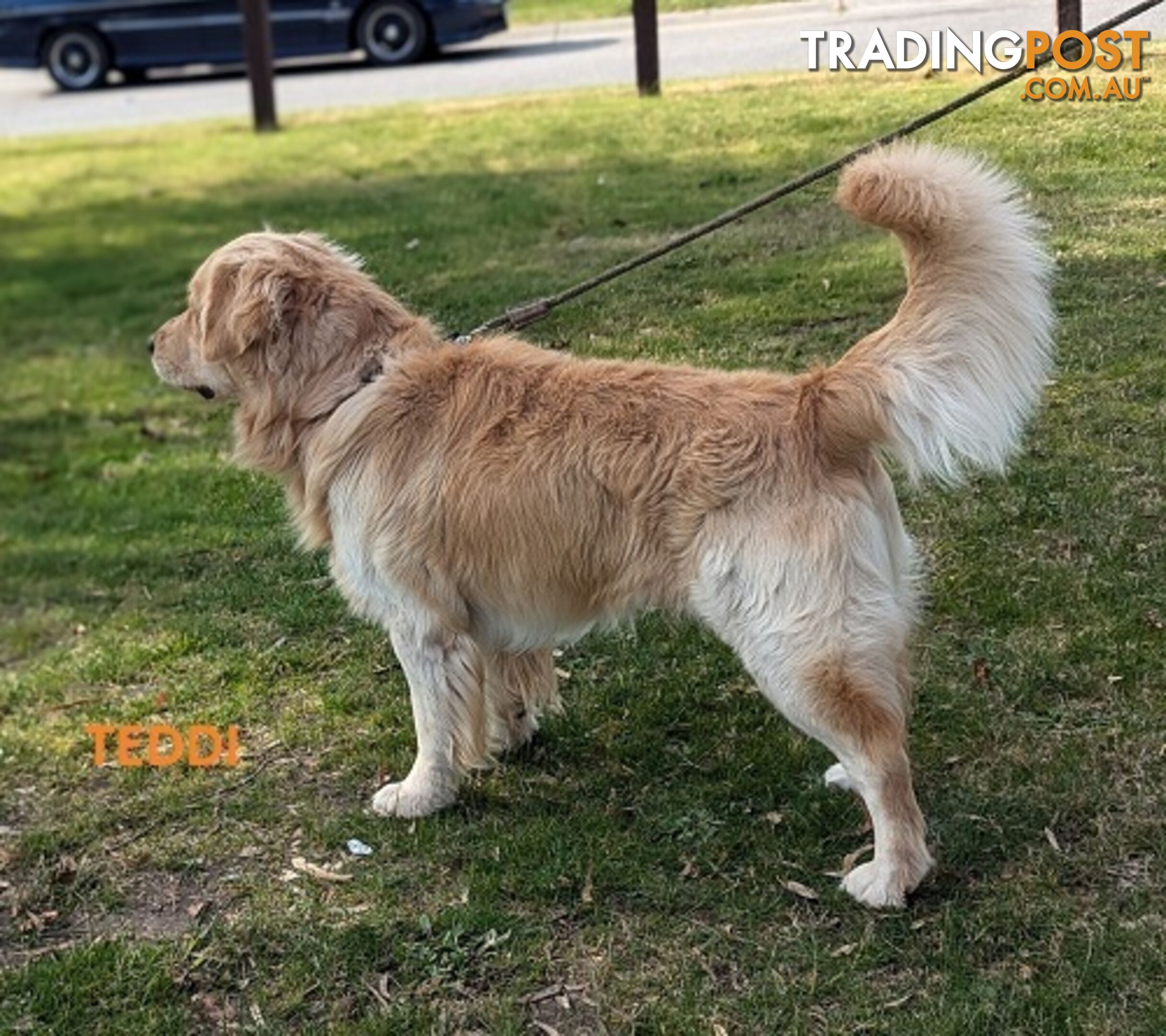 Stunning Pure Bred Golden Retriever Dogs for Stud duty