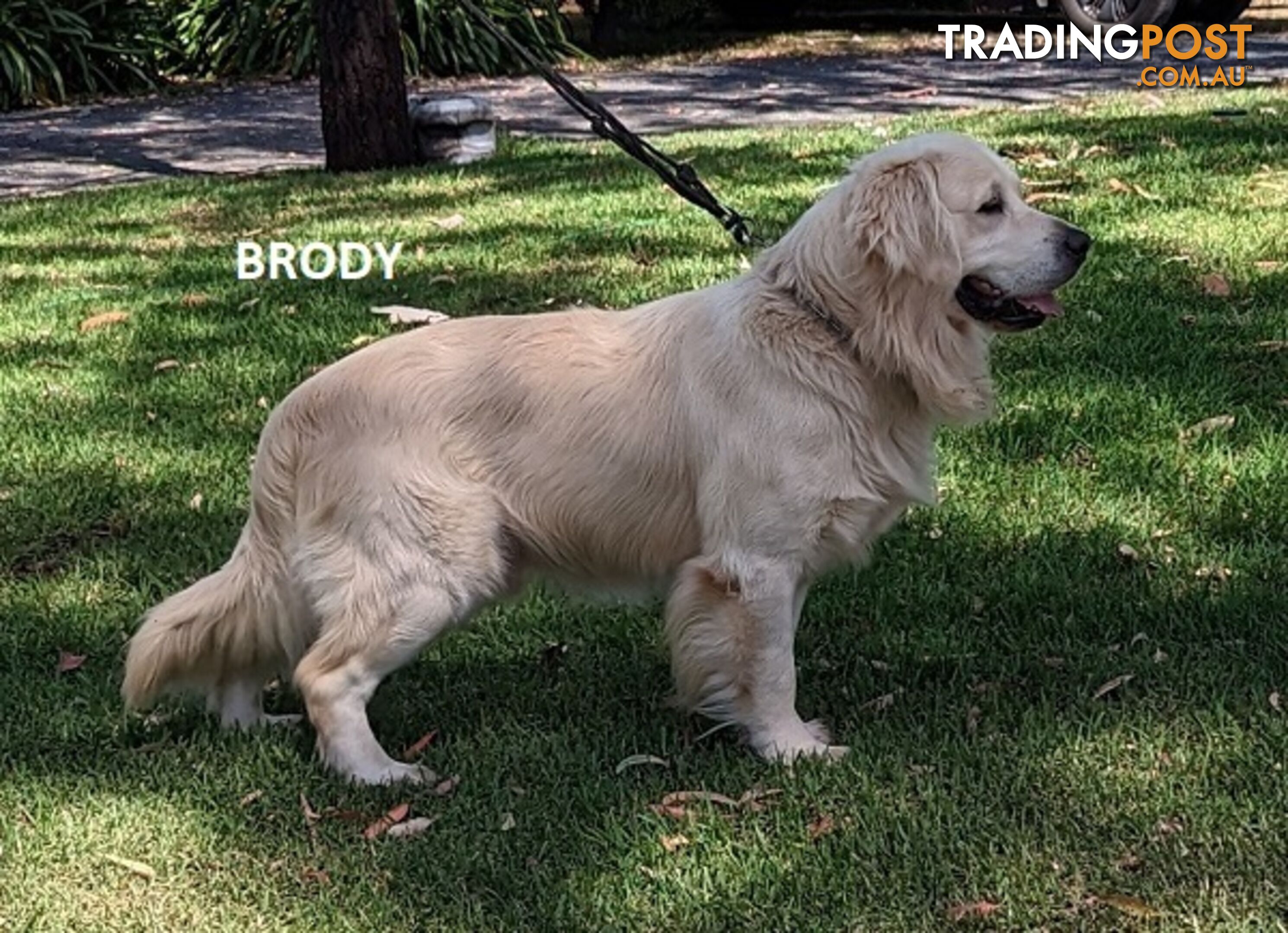 Stunning Pure Bred Golden Retriever Dogs for Stud duty