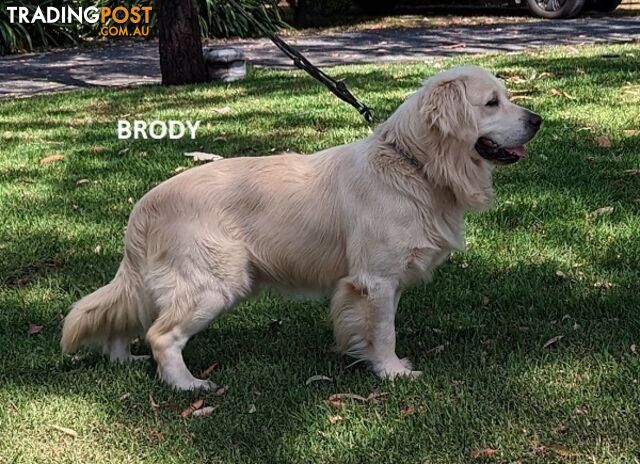 Stunning Pure Bred Golden Retriever Dogs for Stud duty