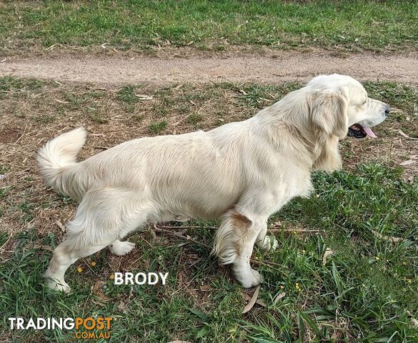 Stunning Pure Bred Golden Retriever Dogs for Stud duty