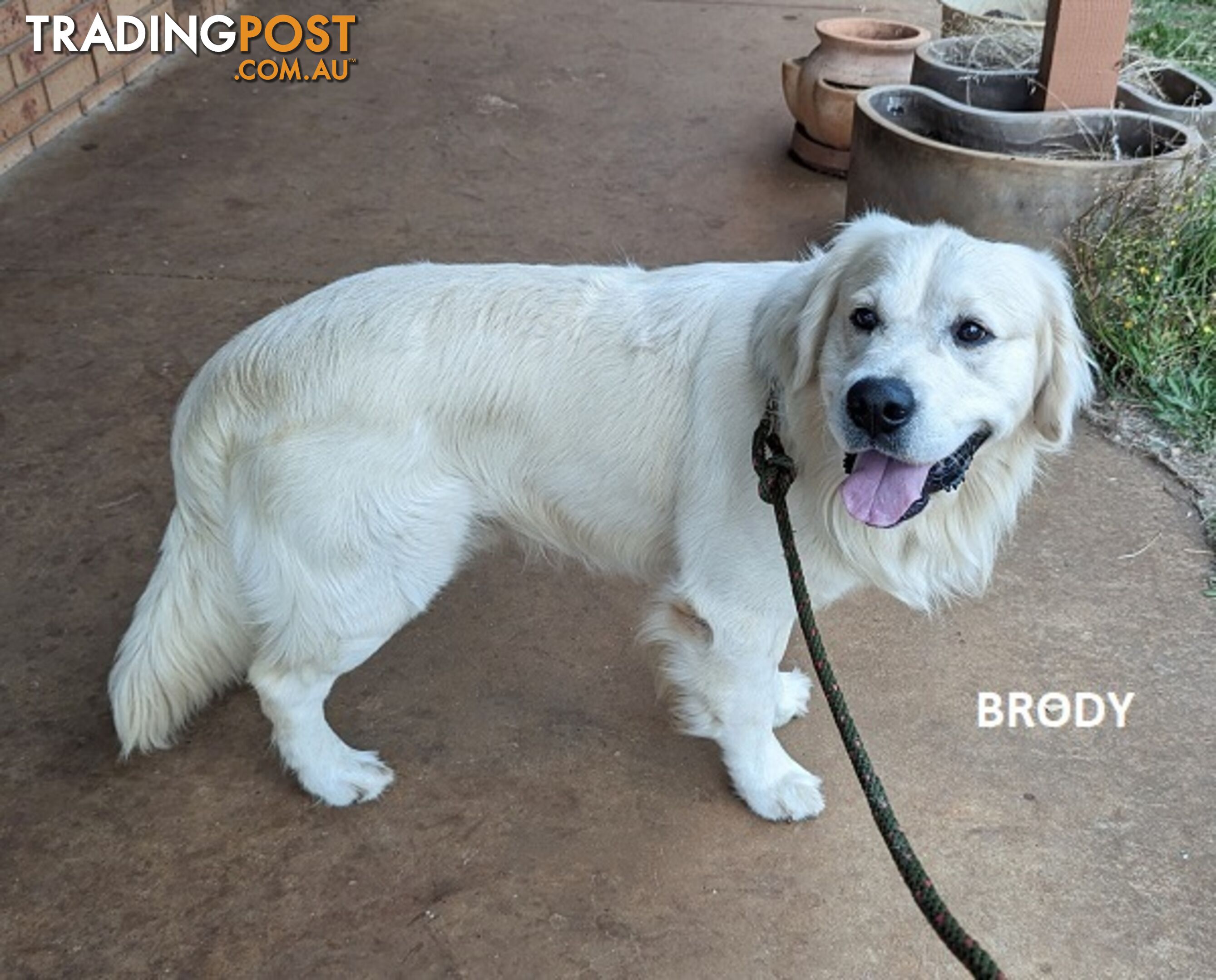 Stunning Pure Bred Golden Retriever Dogs for Stud duty