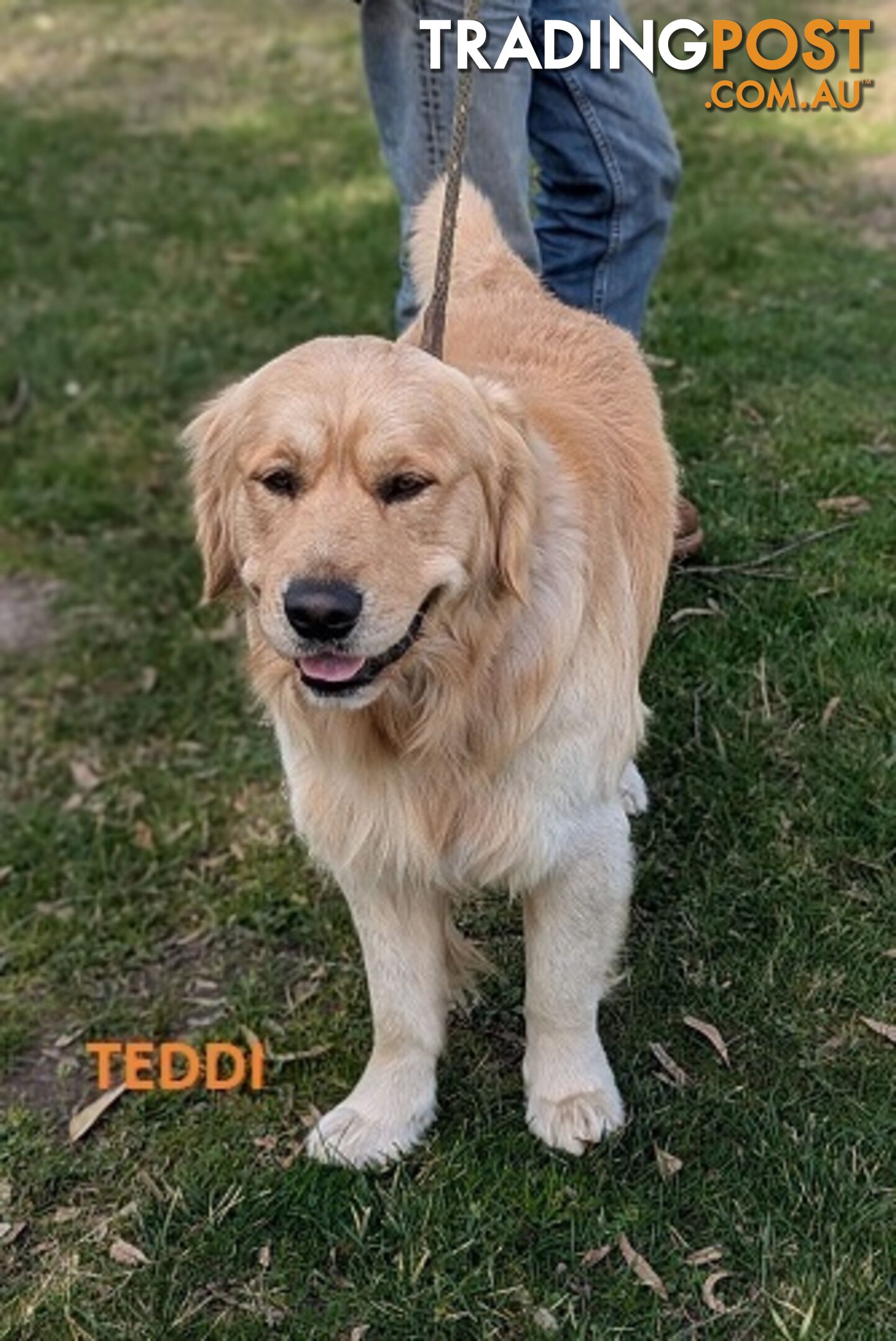 Stunning Pure Bred Golden Retriever Dogs for Stud duty