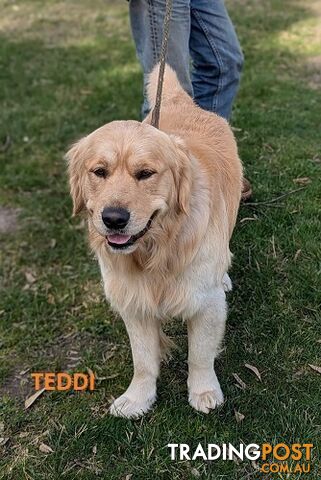 Stunning Pure Bred Golden Retriever Dogs for Stud duty