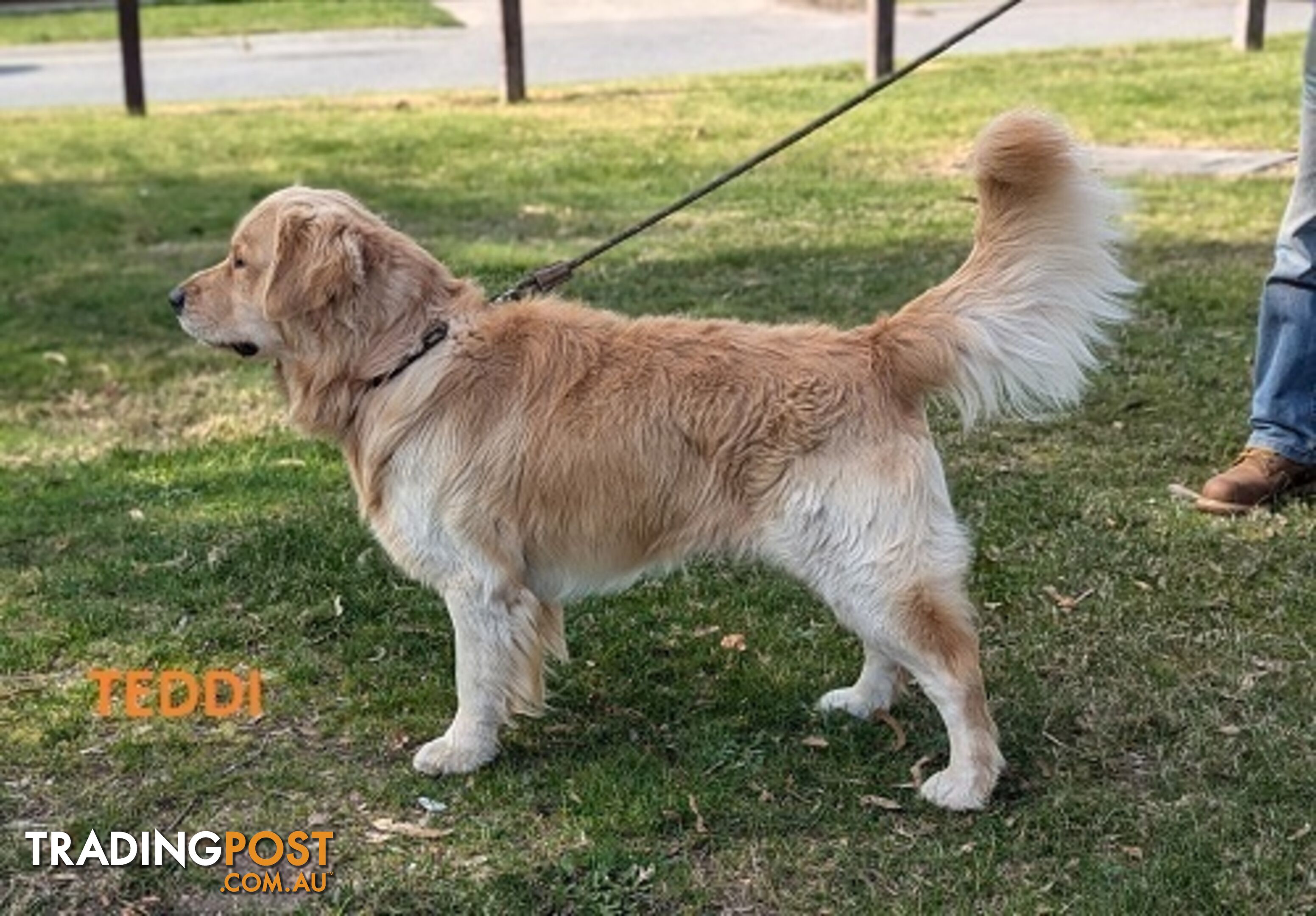 Stunning Pure Bred Golden Retriever Dogs for Stud duty