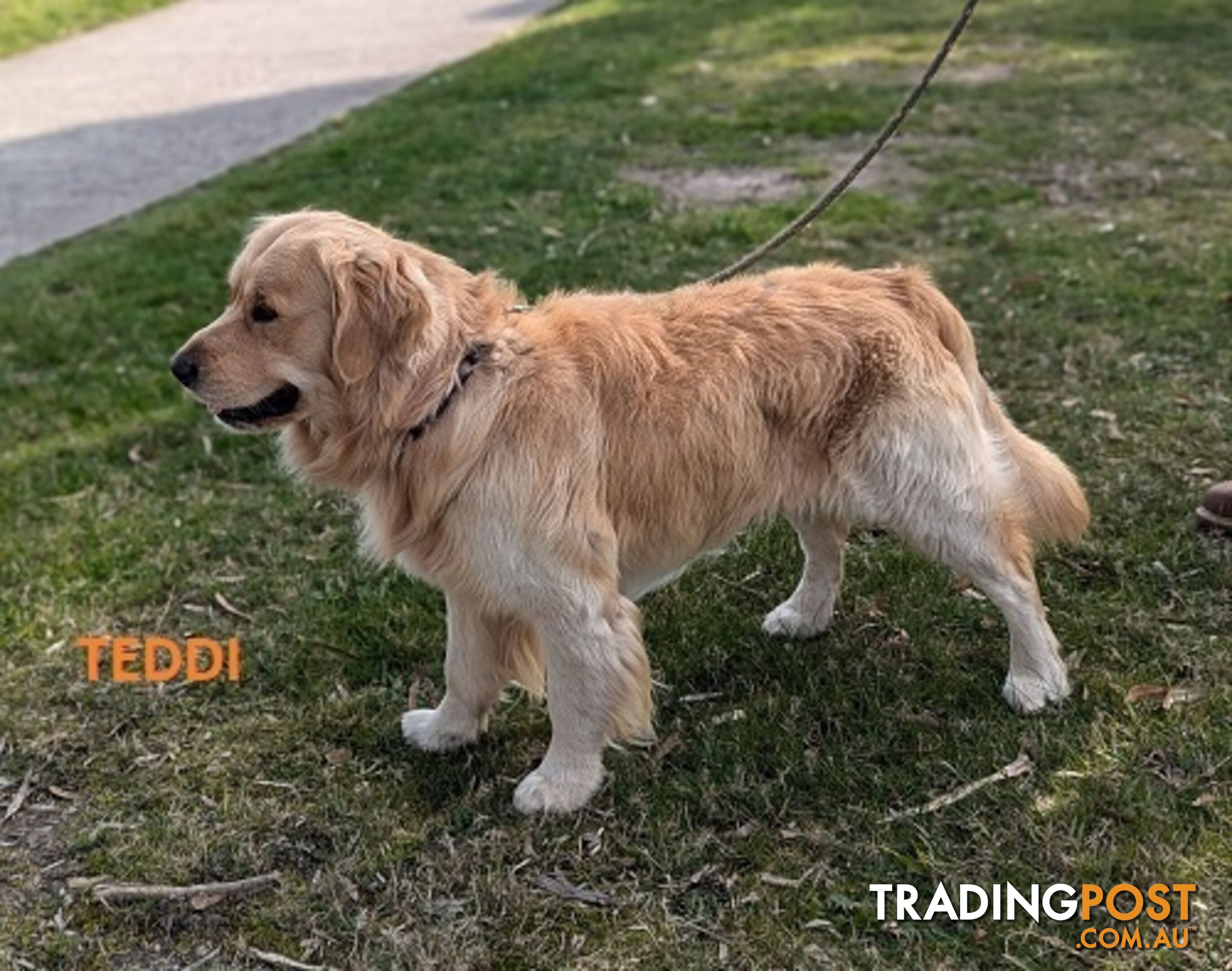 Stunning Pure Bred Golden Retriever Dogs for Stud duty