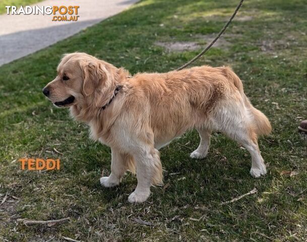 Stunning Pure Bred Golden Retriever Dogs for Stud duty