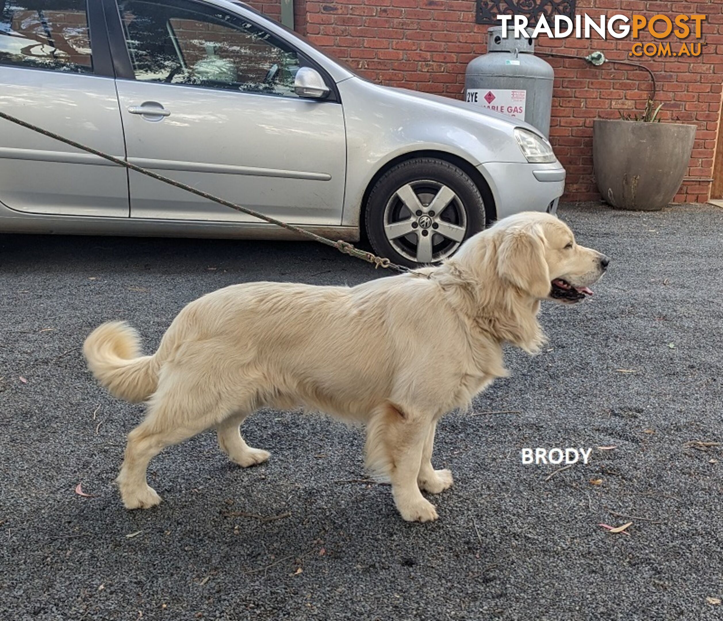 Stunning Pure Bred Golden Retriever Dogs for Stud duty