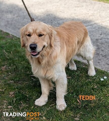 Stunning Pure Bred Golden Retriever Dogs for Stud duty