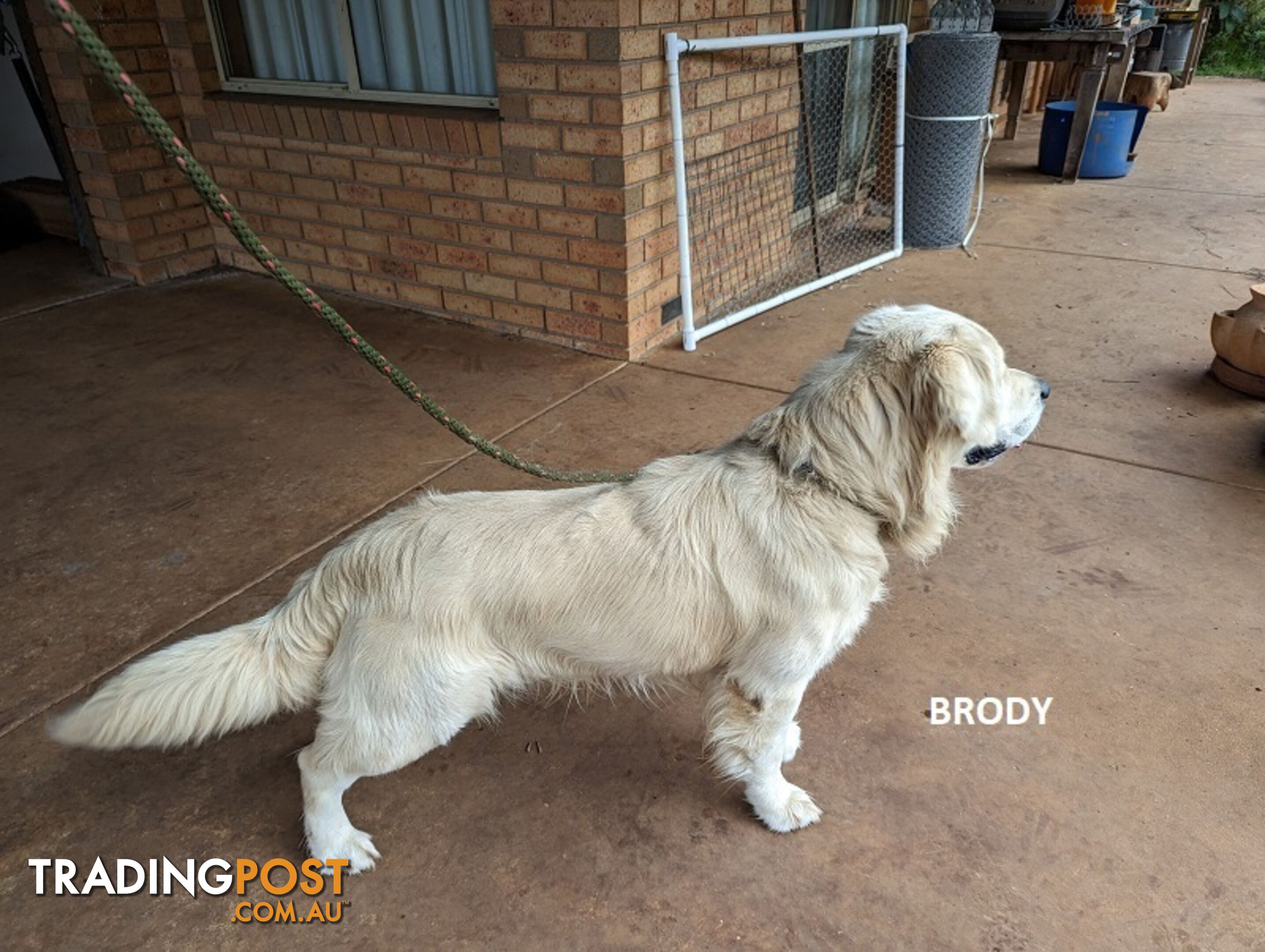 Stunning Pure Bred Golden Retriever Dogs for Stud duty