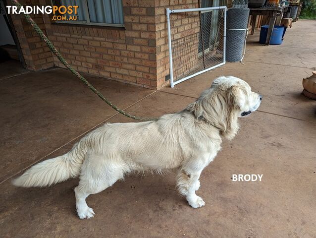 Stunning Pure Bred Golden Retriever Dogs for Stud duty