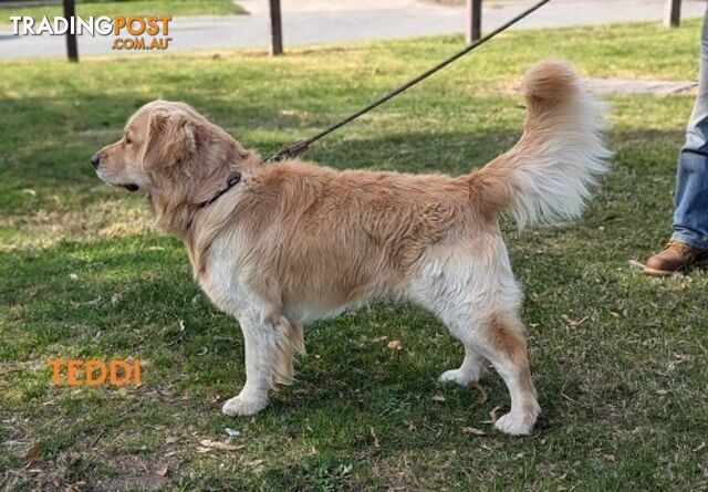 Stunning Pure Bred Golden Retriever Dogs for Stud duty