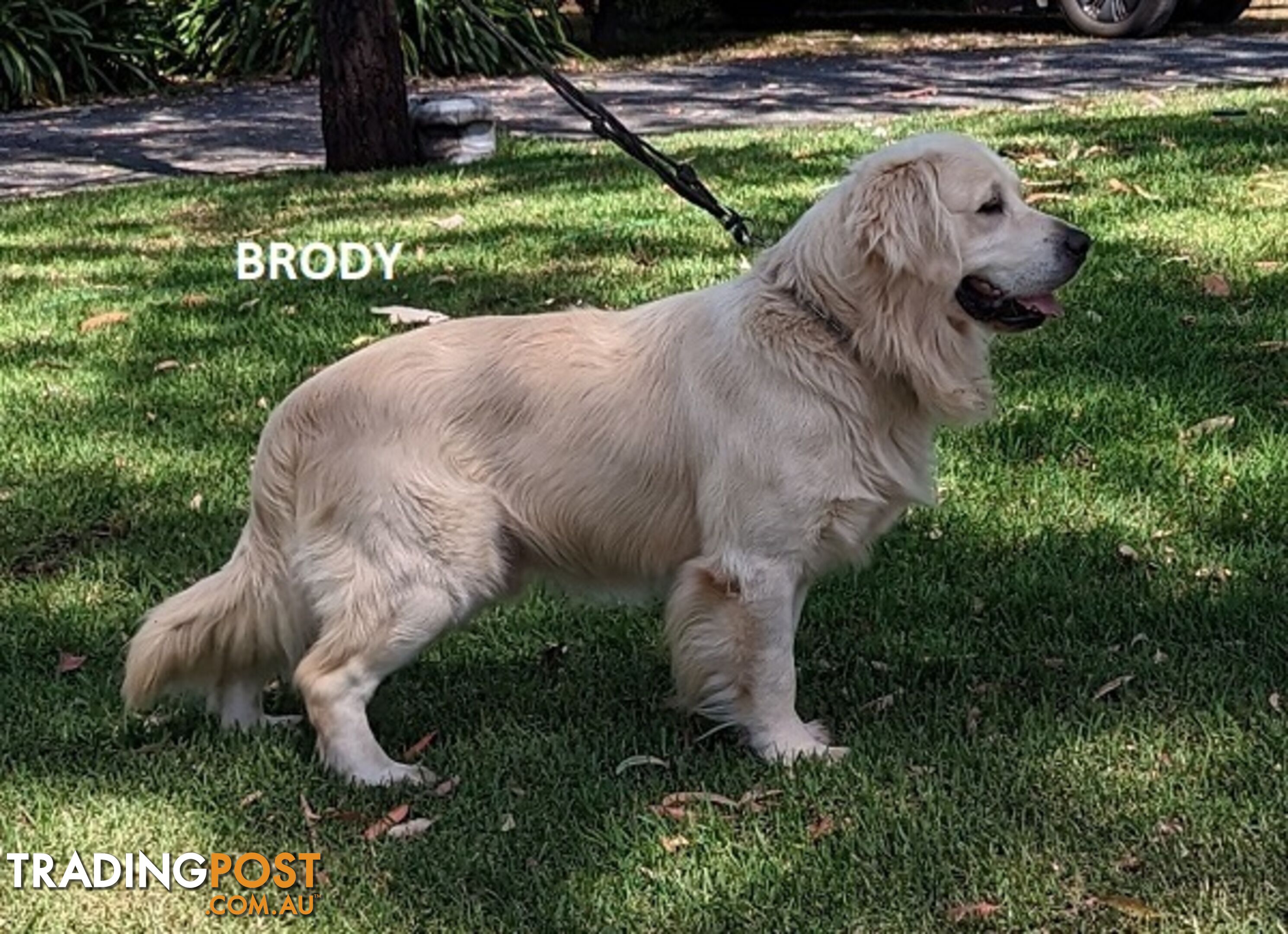 Stunning Pure Bred Golden Retriever Dogs for Stud duty