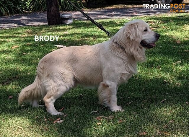 Stunning Pure Bred Golden Retriever Dogs for Stud duty