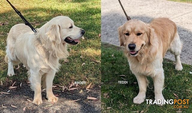 Stunning Pure Bred Golden Retriever Dogs for Stud duty