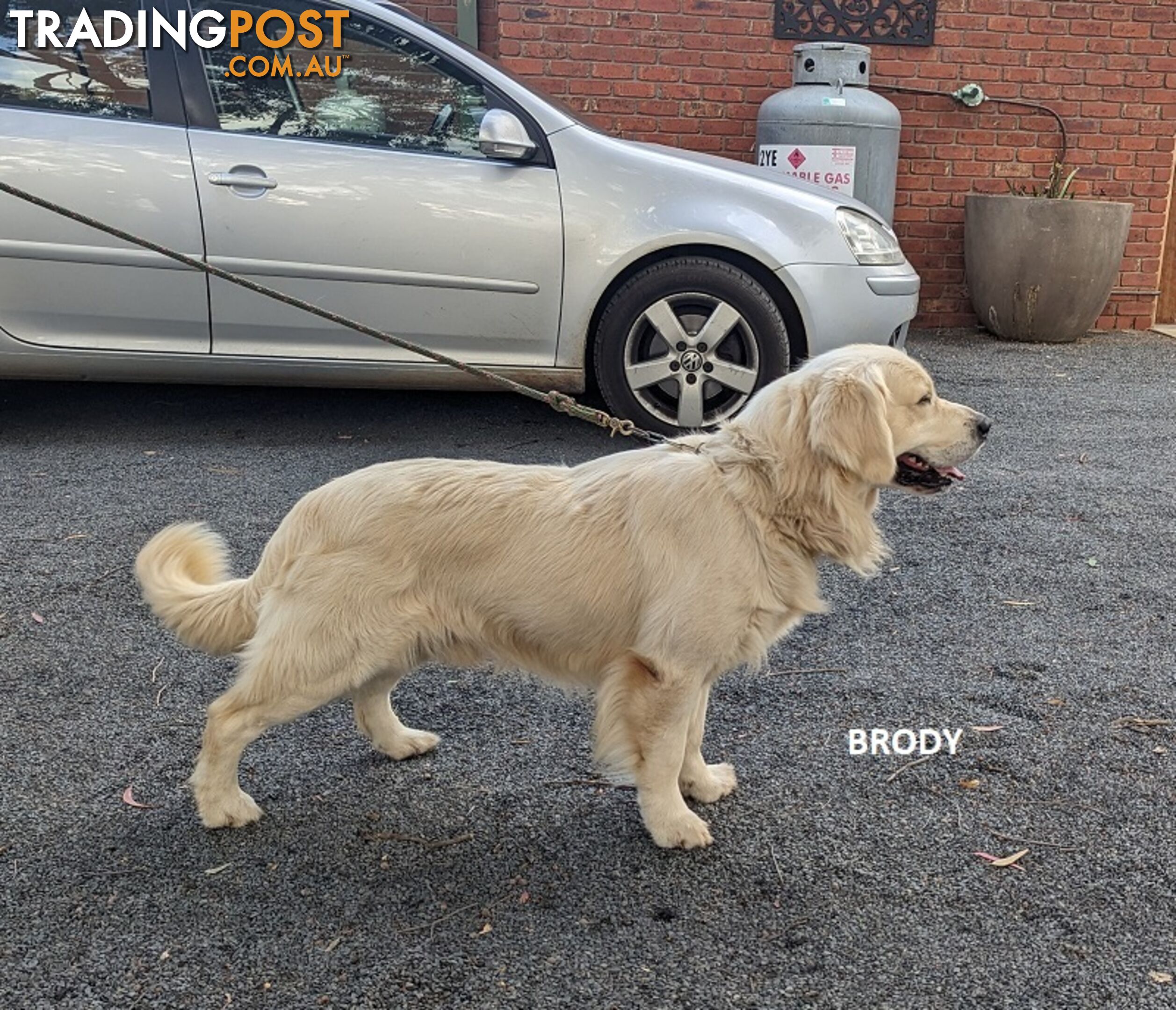 Stunning Pure Bred Golden Retriever Dogs for Stud duty