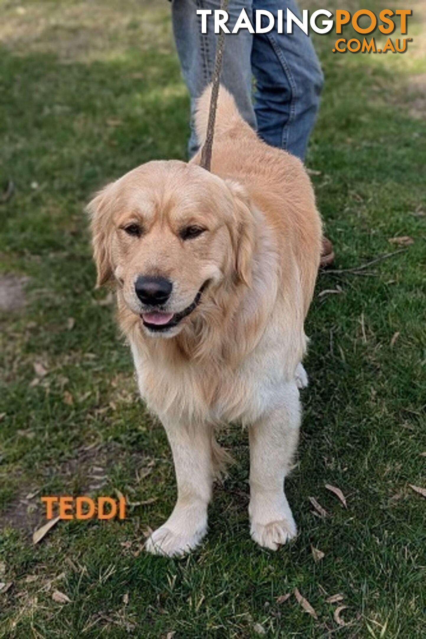 Stunning Pure Bred Golden Retriever Dogs for Stud duty