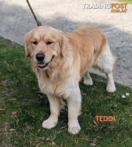 Stunning Pure Bred Golden Retriever Dogs for Stud duty