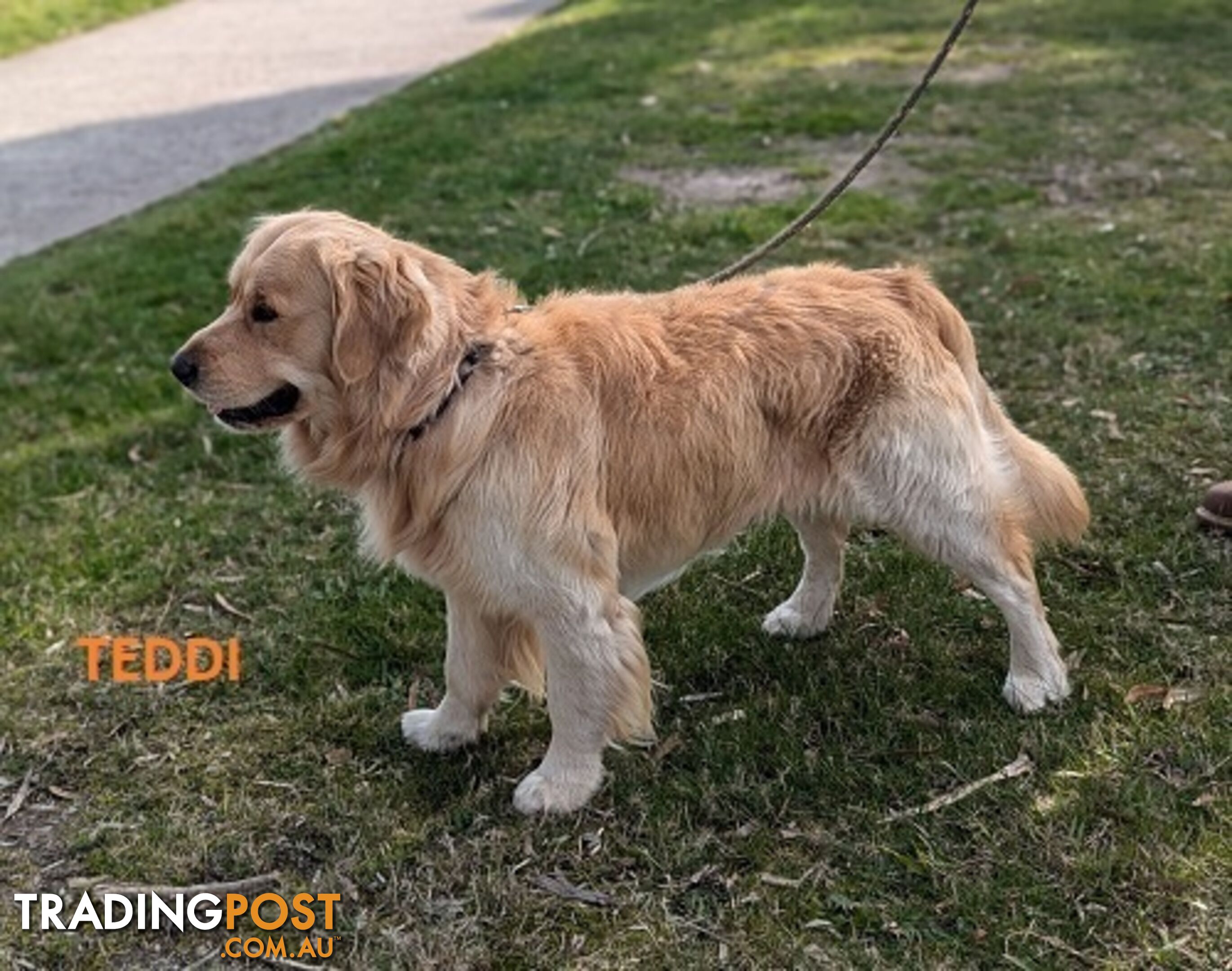 Stunning Pure Bred Golden Retriever Dogs for Stud duty