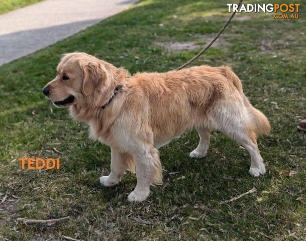 Stunning Pure Bred Golden Retriever Dogs for Stud duty