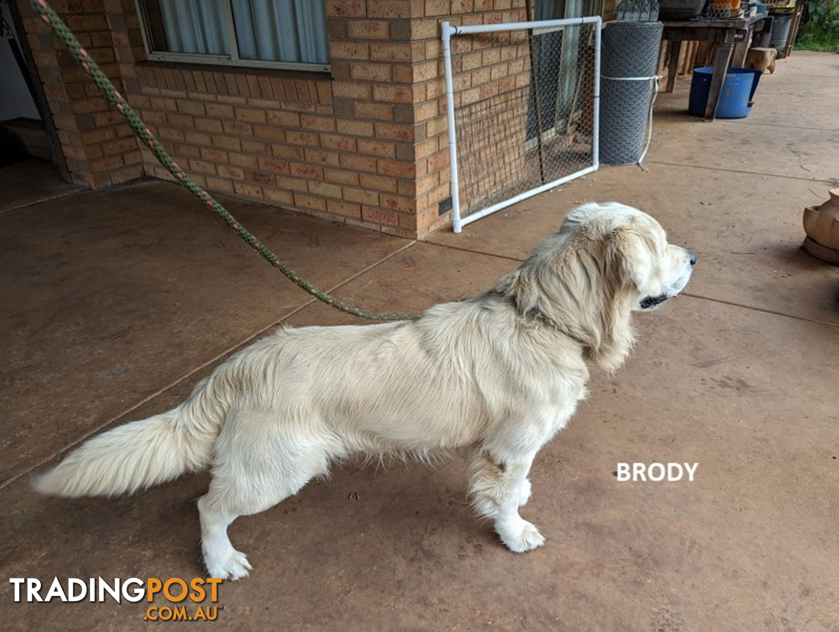 Stunning Pure Bred Golden Retriever Dogs for Stud duty