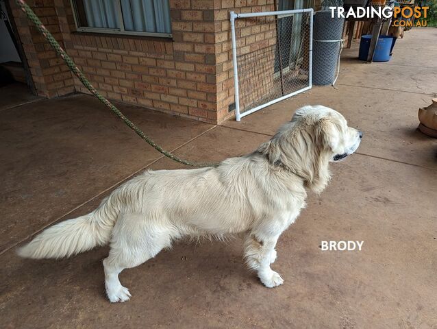 Stunning Pure Bred Golden Retriever Dogs for Stud duty