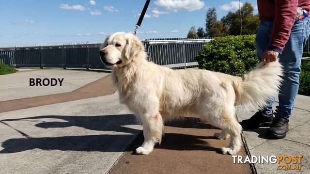 Stunning Pure Bred Golden Retriever Dogs for Stud duty