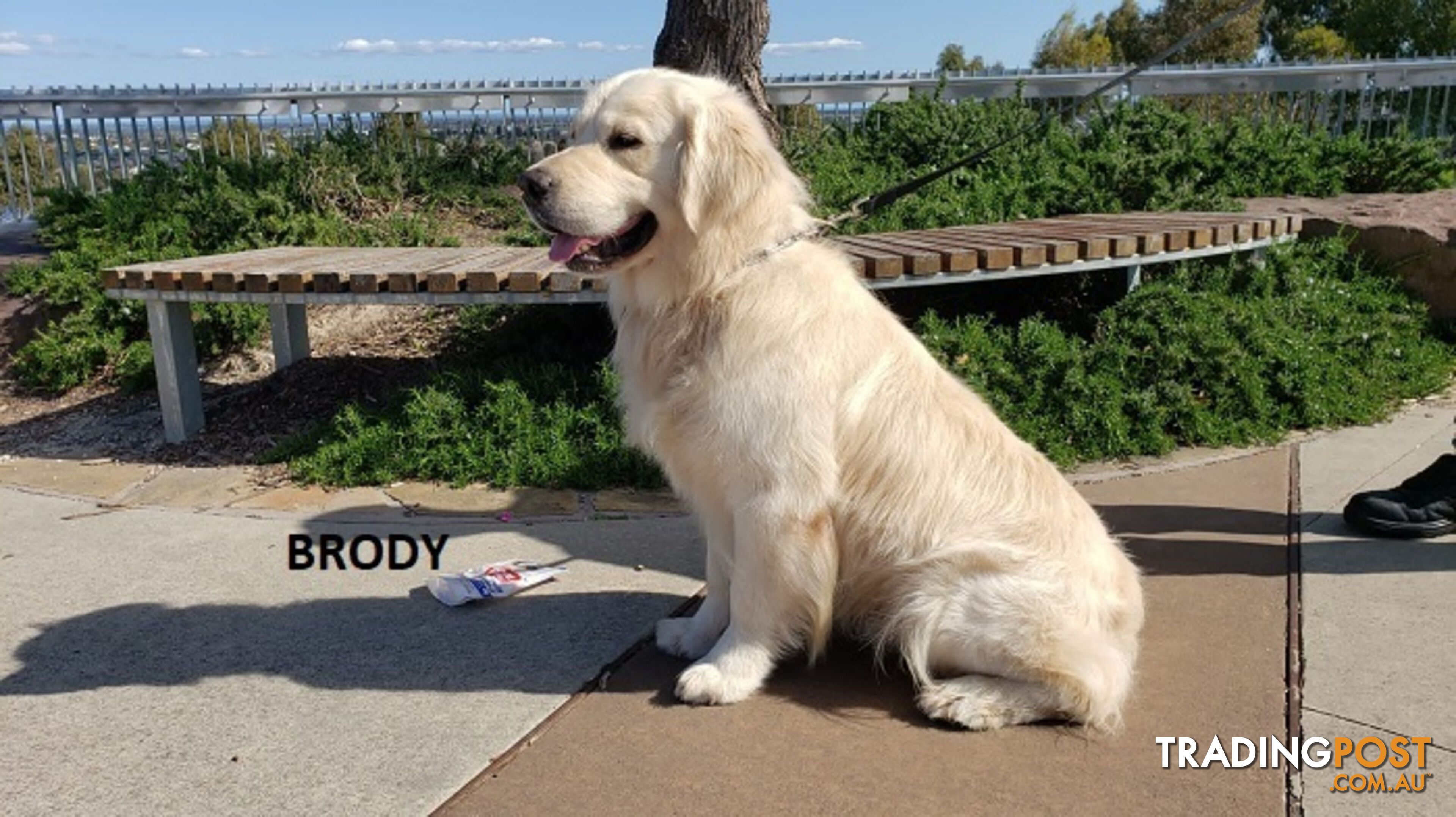 Stunning Pure Bred Golden Retriever Dogs for Stud duty