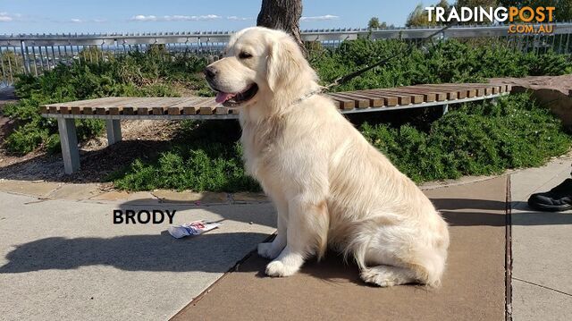 Stunning Pure Bred Golden Retriever Dogs for Stud duty