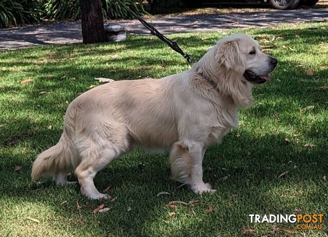 Stunning Pure Bred Golden Retriever for Stud duty "DNA 100% Clear"