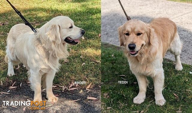 Stunning Pure Bred Golden Retriever Dogs for Stud duty