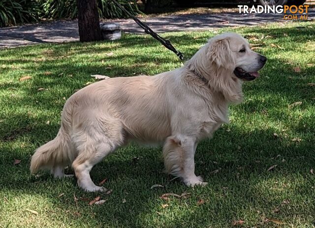 Stunning 3.5 years old Golden Retriever for Stud duty