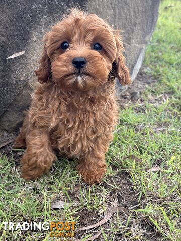 Toy Cavoodles! Quality First Generation!