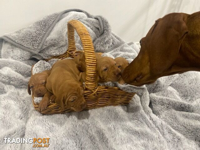 Exciting News: Hungarian Vizsla Puppies Available for Adoption!