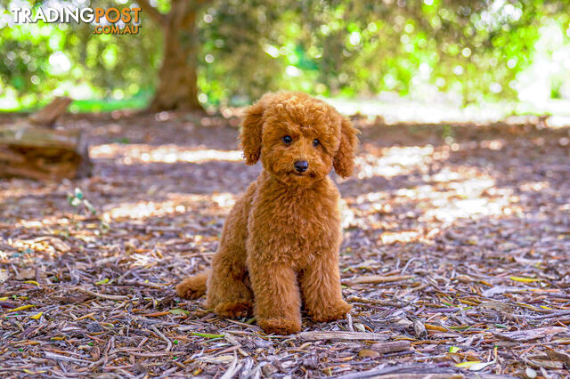 (STUD) PURE RED TOY POODLE DNA clear