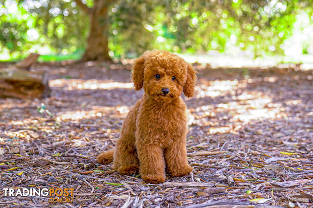 (STUD) PURE RED TOY POODLE DNA clear